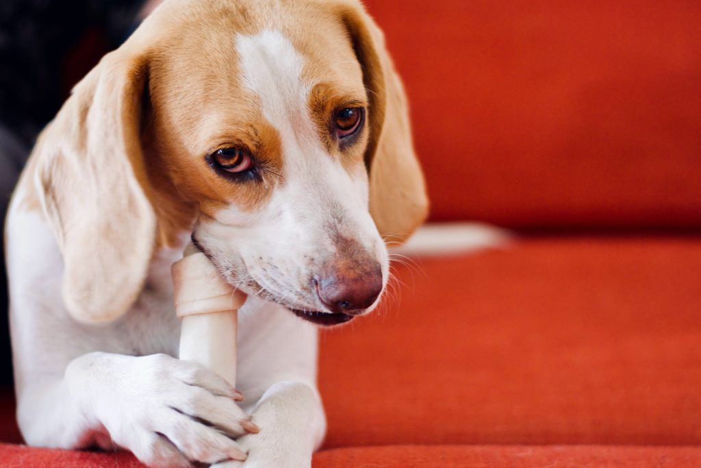 Cute dog with brown eyes stares at the camera whilst gnawing on a white bone.