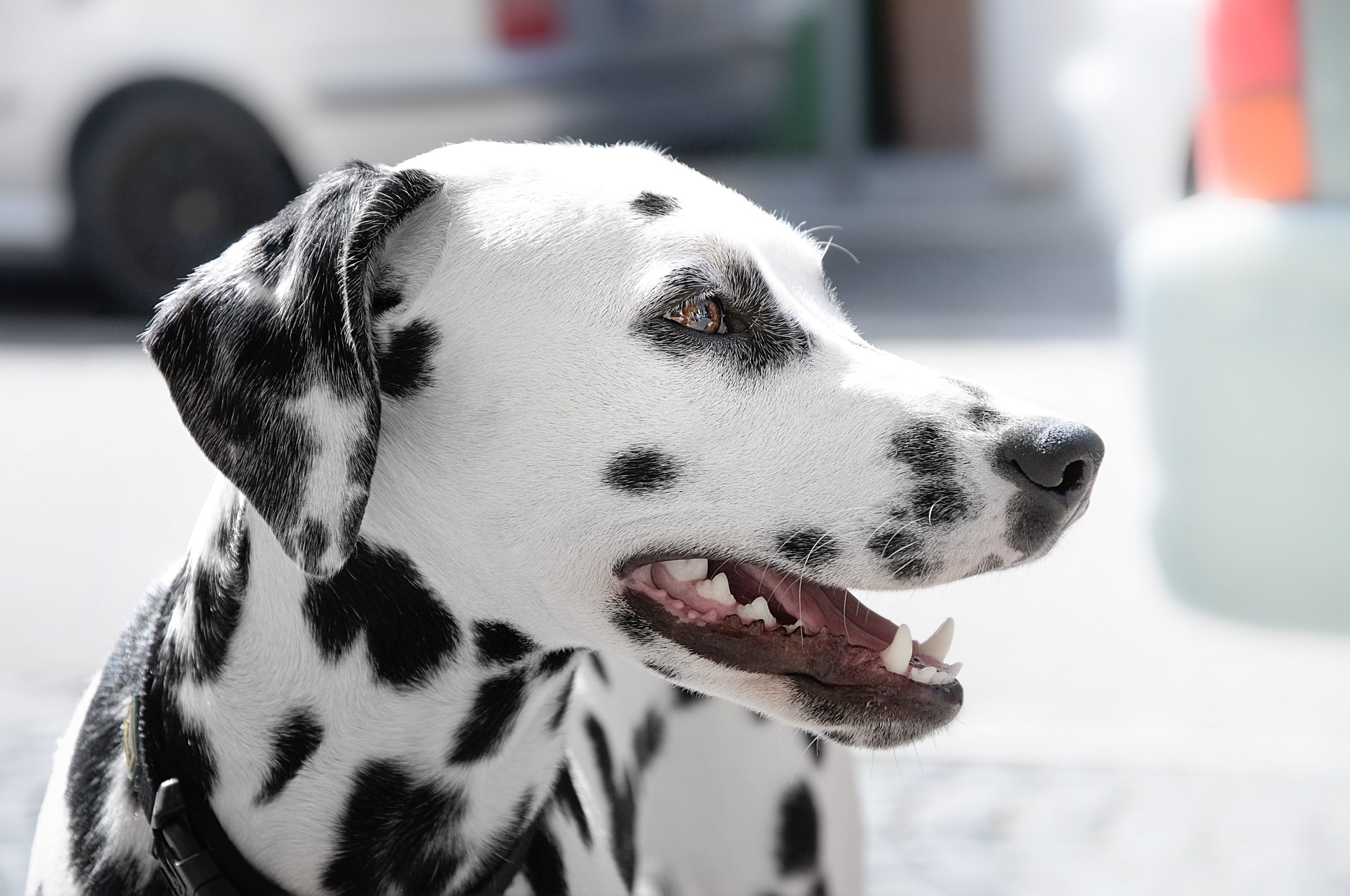 A Dalmatian dog has an endless supply of energy, even if they’re older than this Dalmation puppy pictured.
