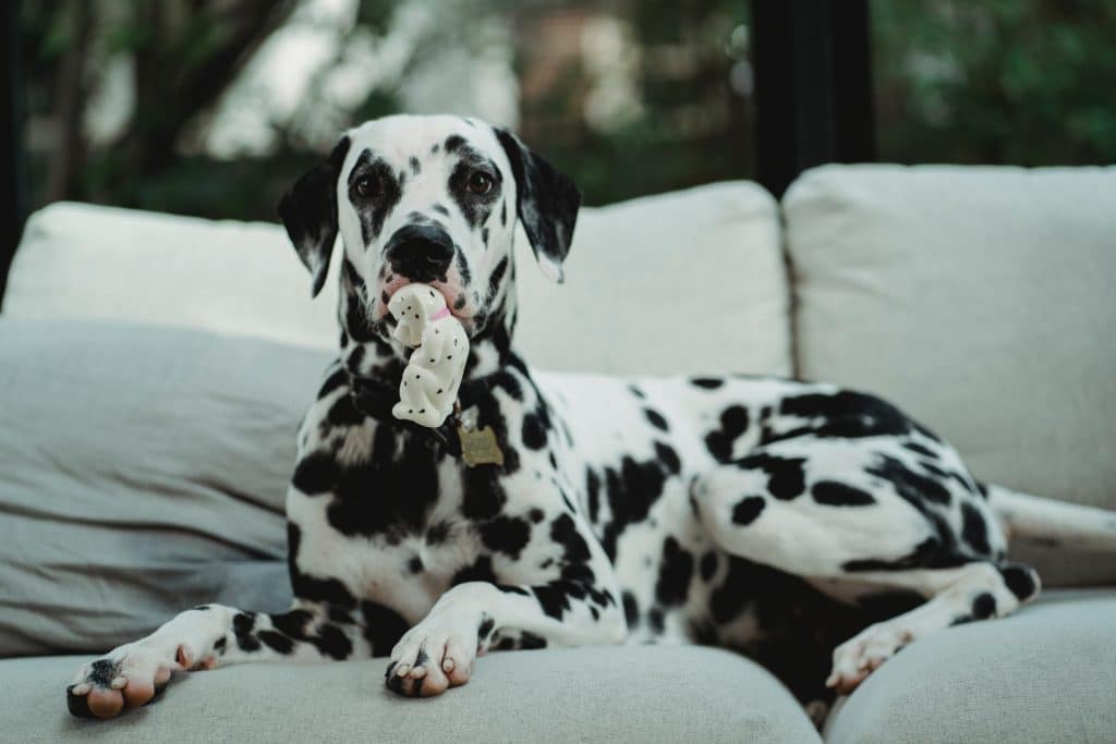 Dalmatian Dog All You Should Know Pd