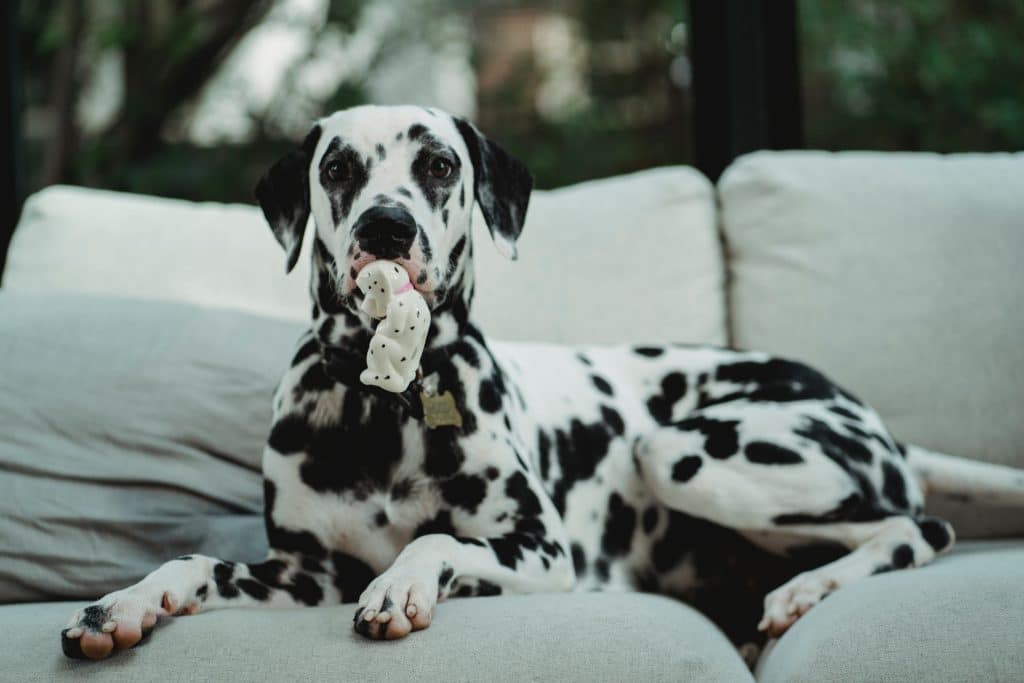 On a couch, a dog holds a toy in its mouth.