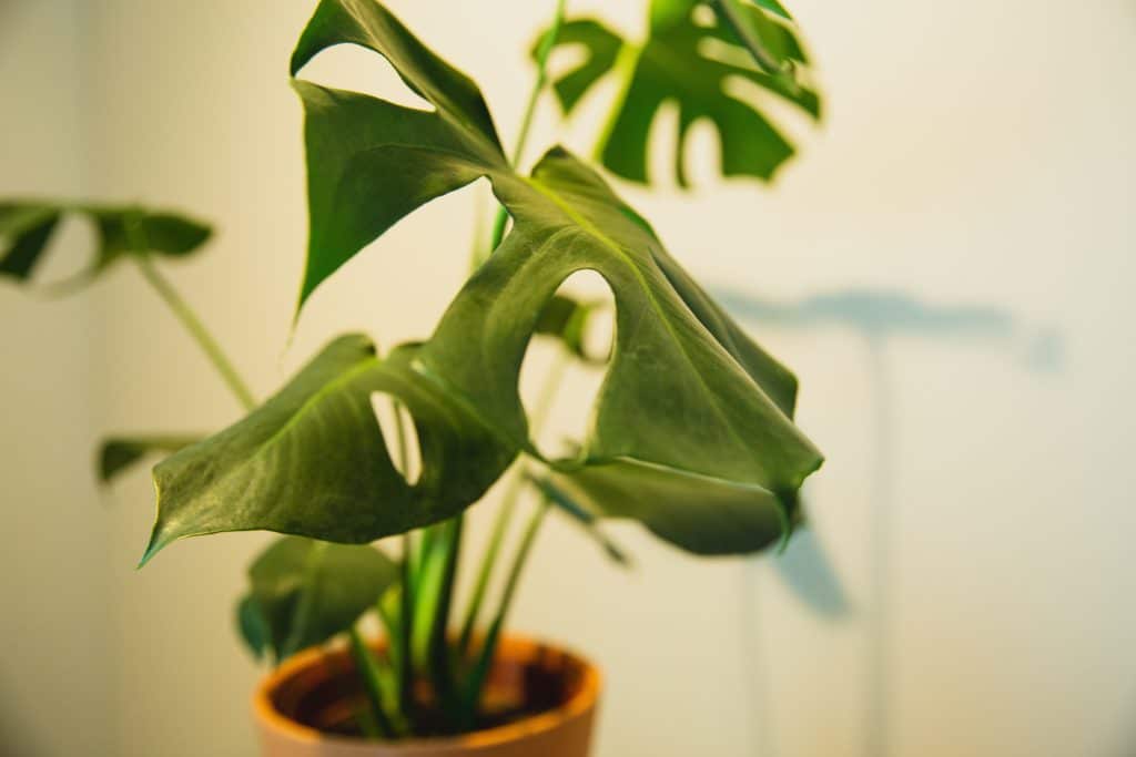 Exotic Monstera deliciosa plant growing in pot.