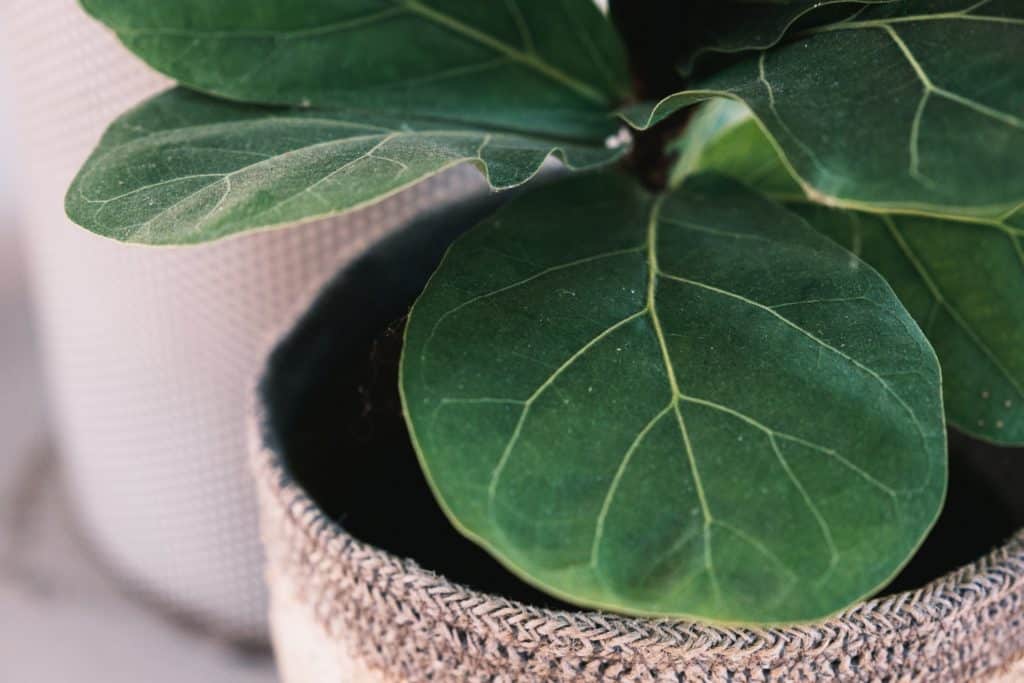 This Fiddle Leaf Fig plant can worsen your cat's allergies. 