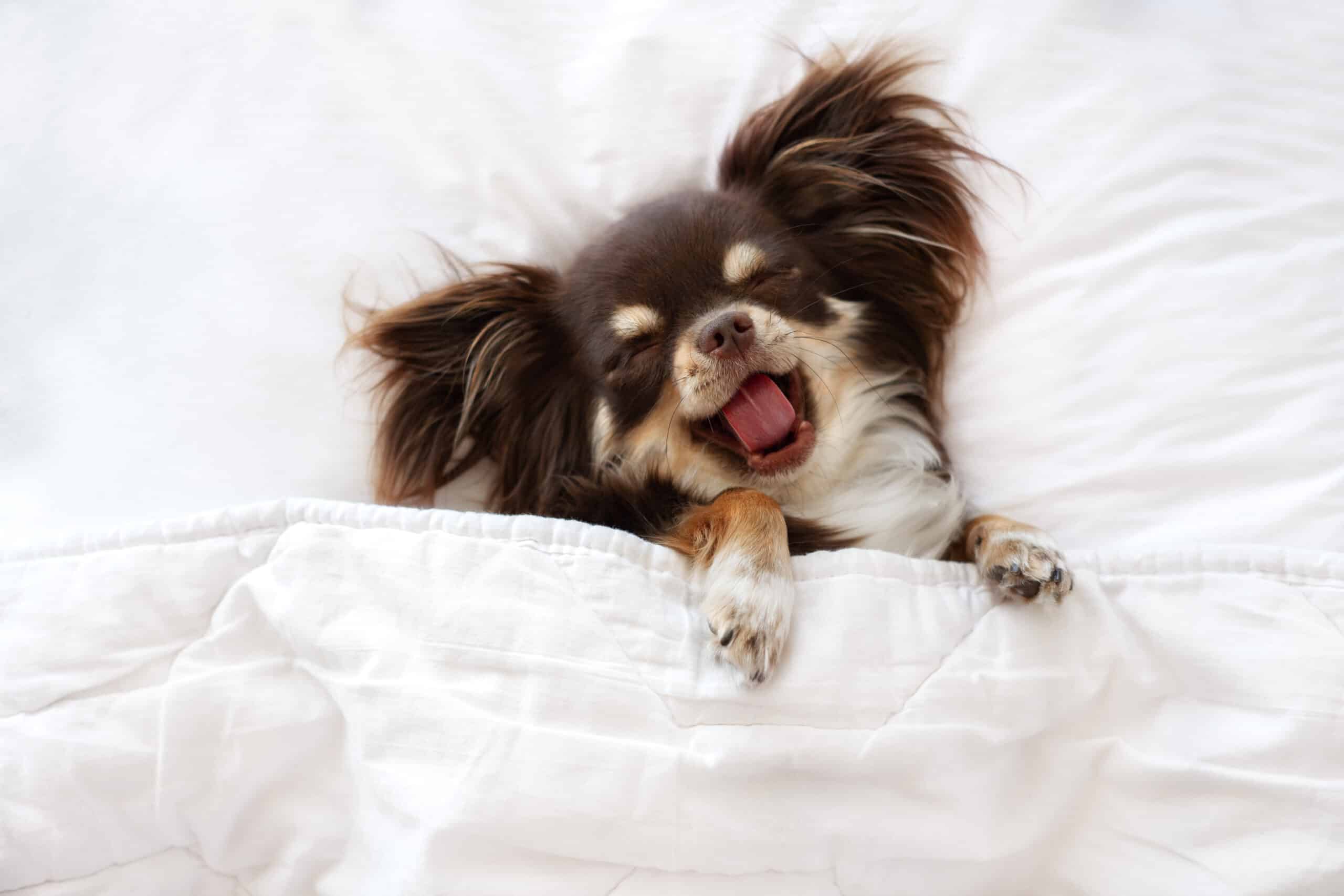 A small dog, tired from reading top articles, yawns while lying on a bed under a white blanket. Its eyes are closed and ears are floppy.