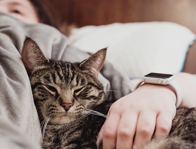 let pets sleep in your bed as a new year resolution and for the health and heartwarming benefits