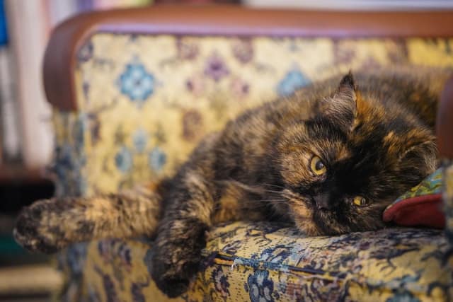 learn how to speak cat as a new year resolution this year
