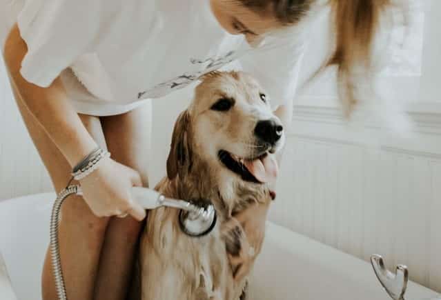 make routine pet care a way to bond as one of your new year's resolutions