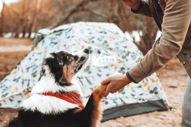 learn how to speak dog as your new year resolution