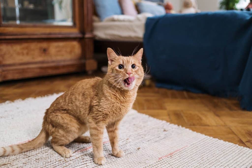 Are All Ginger Cats Male Yes or No PD Insurance NZ