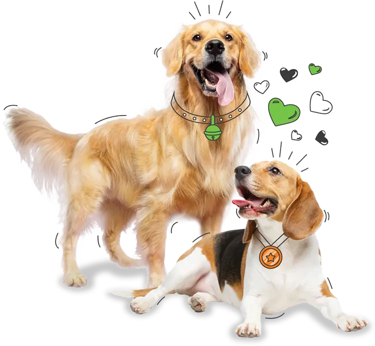 Dogs New Zealand & PD Insurance