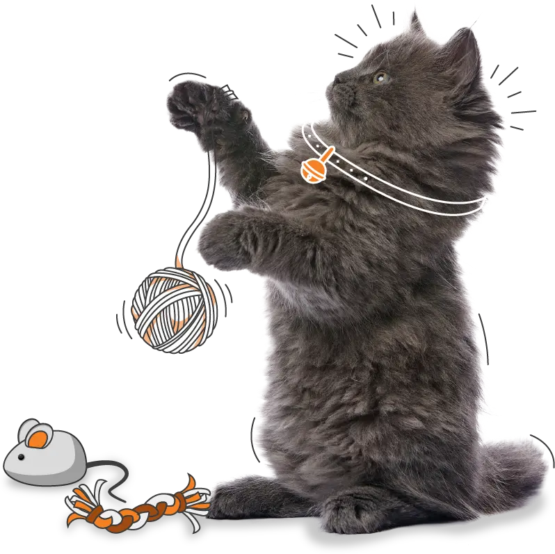 kitten insurance