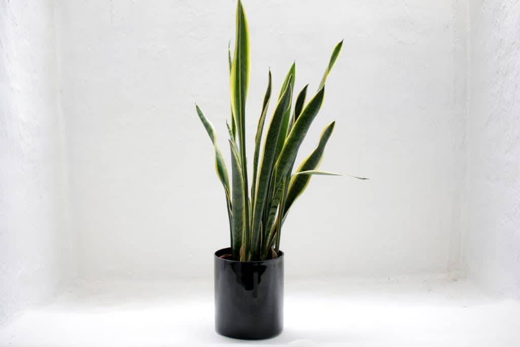 This Green Snake House Plant can affect your cat's allergies. 
