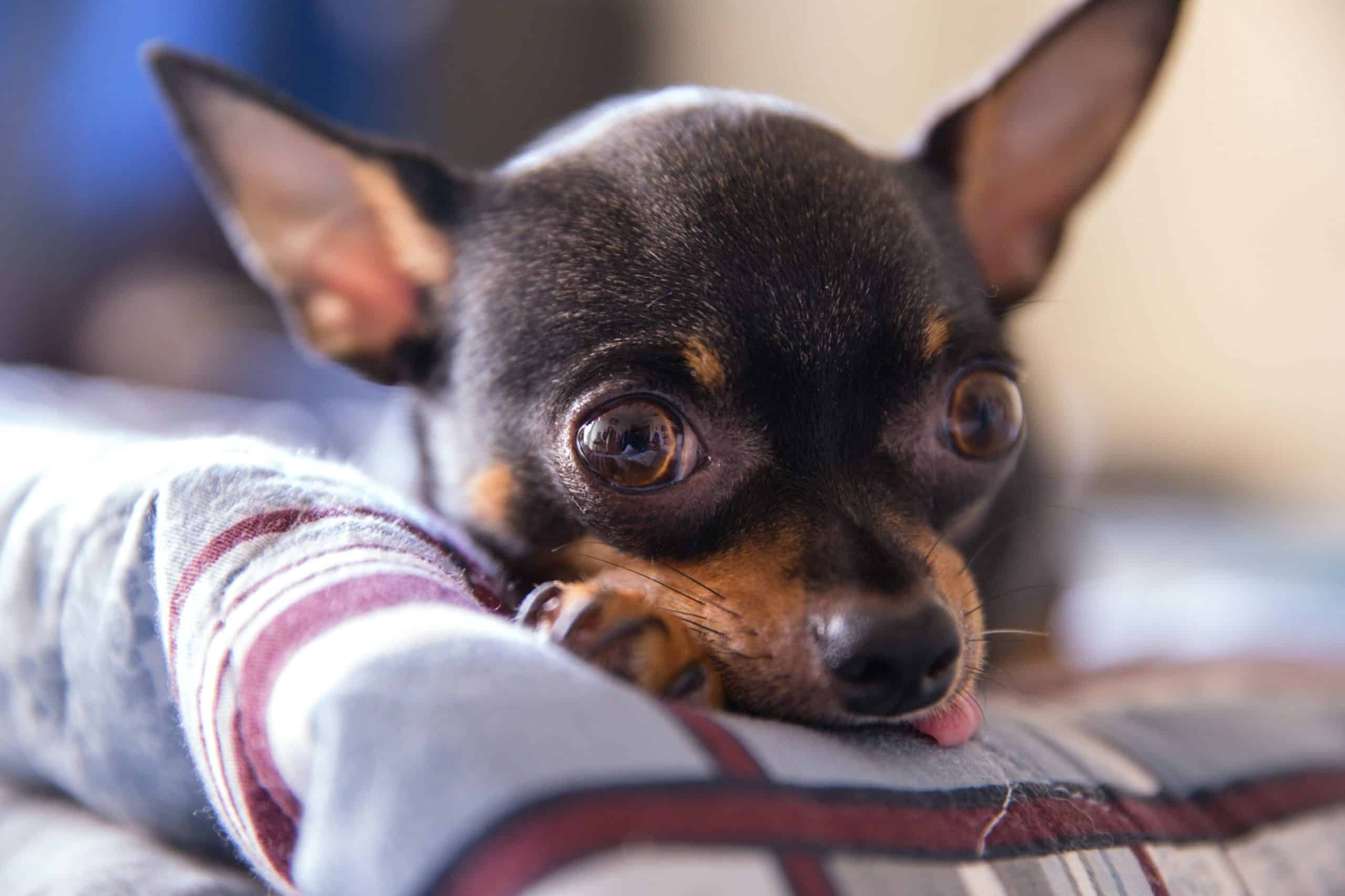 Short Coated Brown Chihuahua with its tongue out, stares ahead.