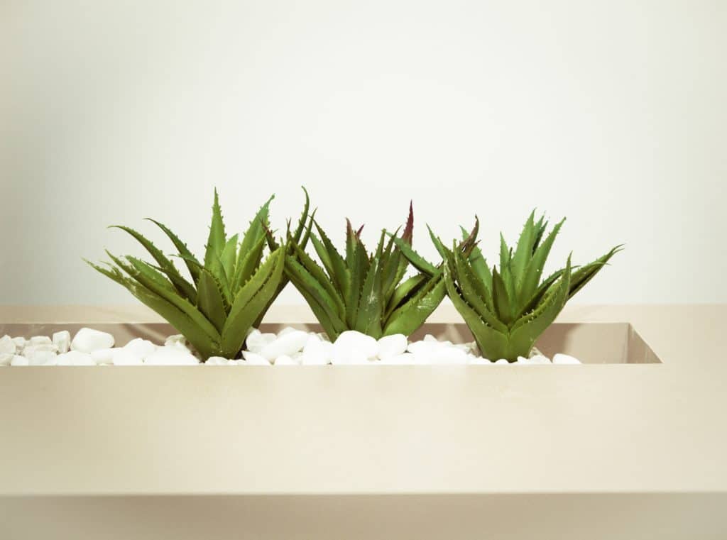 These three Aloe Vera plants can be harmful to cats and dogs. 