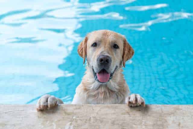 A happy Labrador retriever, fresh from a swim, places its paws on the pool ledge and looks at the camera. This joyful moment captures the essence of true dog pool fun.