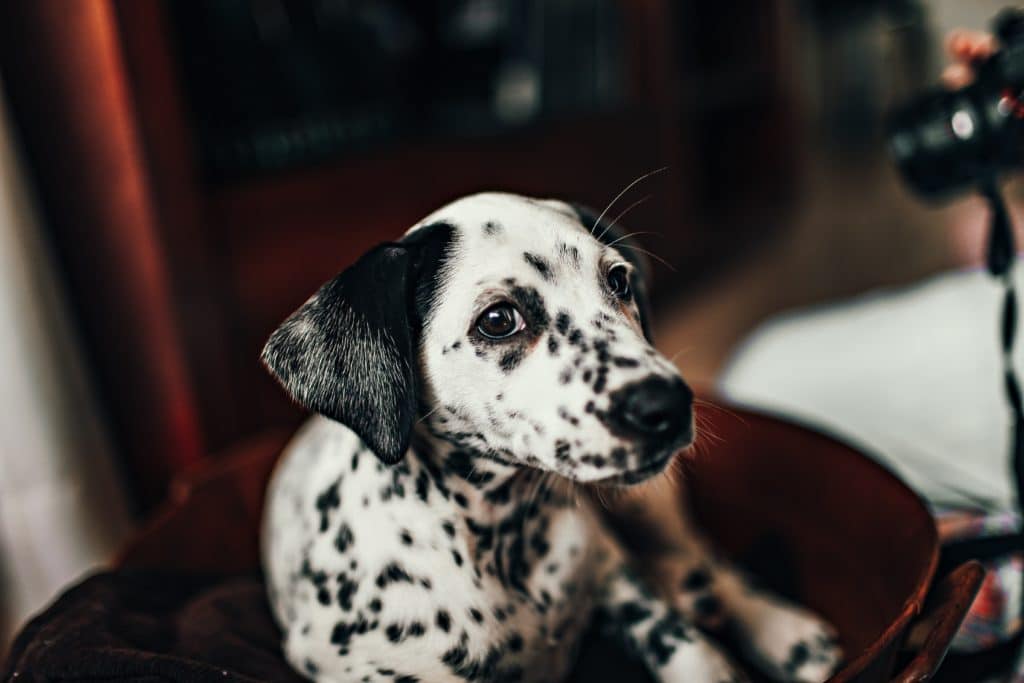 White And Black Dalmatian dog sitting on a Red Chair.