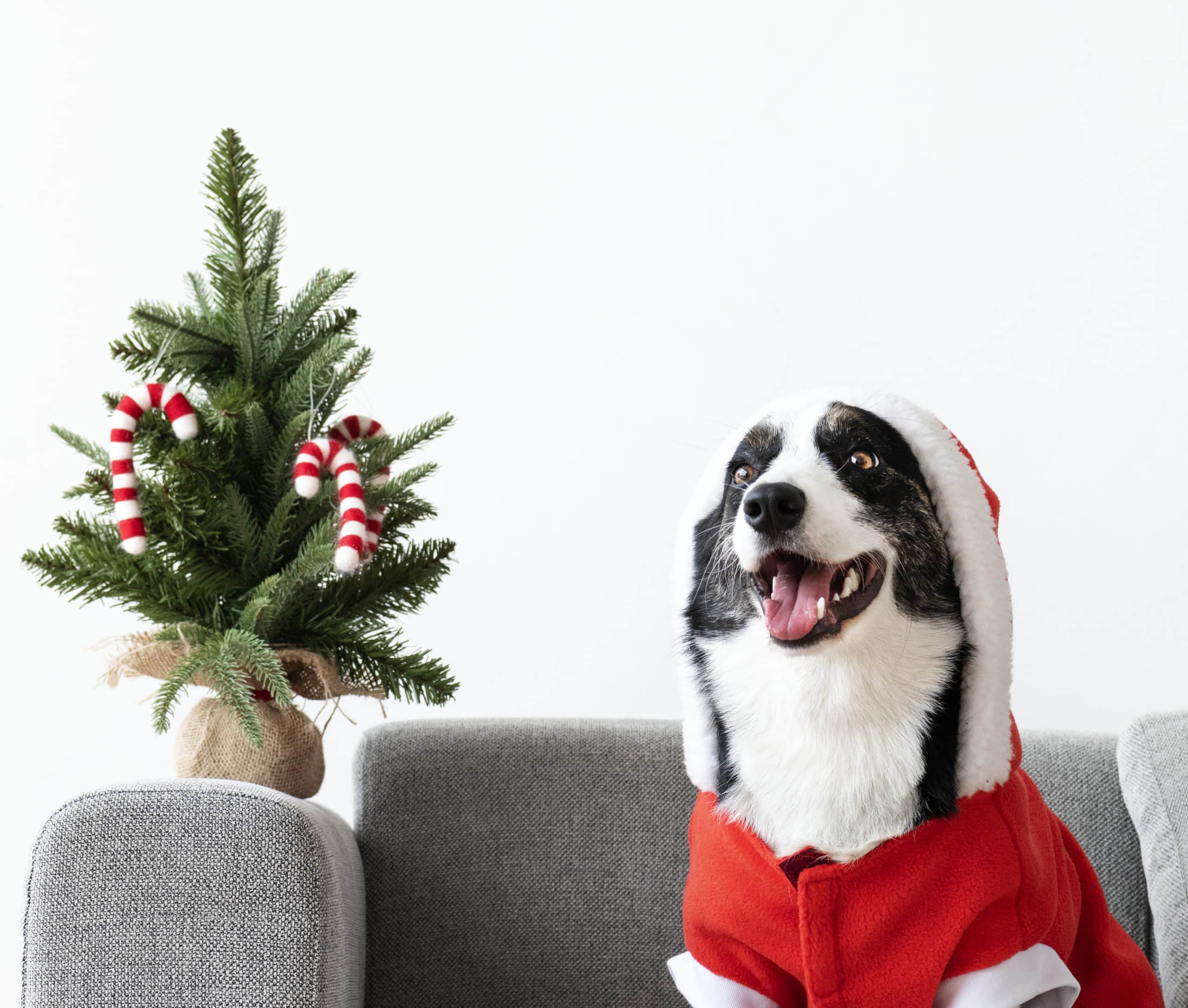 Gifts for dogs and cats