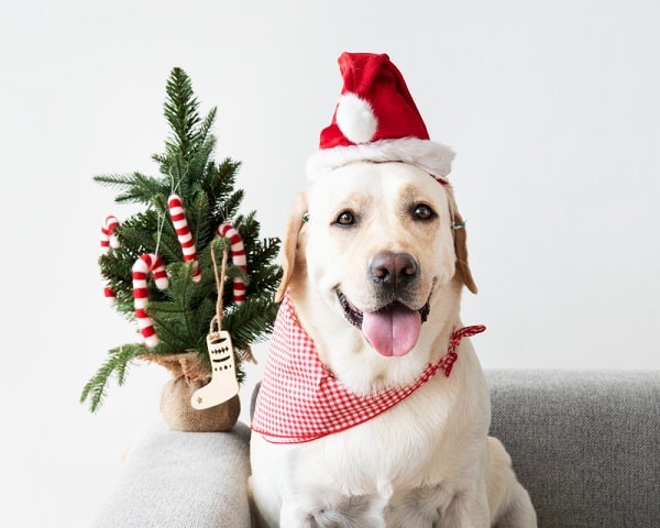 A dog watching their owner take a christmas quiz