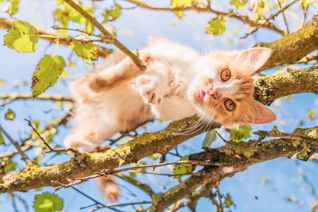 A cat in a tree