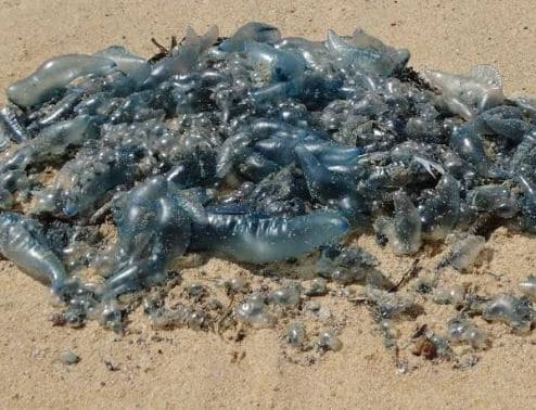 Blue bottles on a beach. Beach and  boat safety is very important