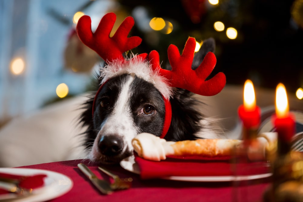 A black and white Christmas dog wearing red reindeer antlers rests its head on a table set for dinner, with candles, festive decor, and reminders of foods bad for dogs in the background.
