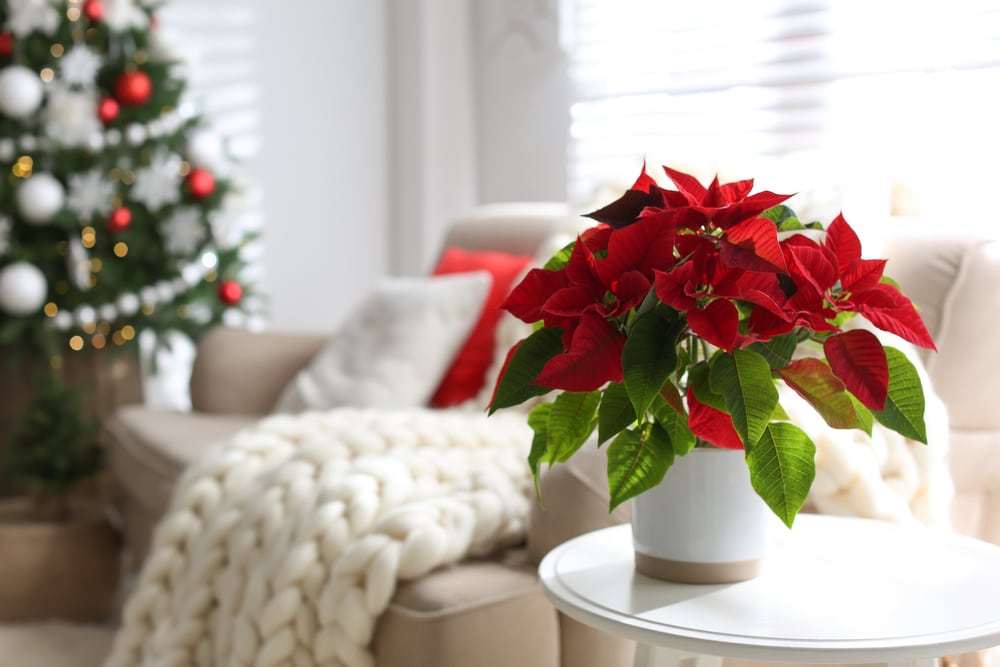 A potted poinsettia with red leaves sits on a white table in a cozy living room, with a decorated Christmas tree.