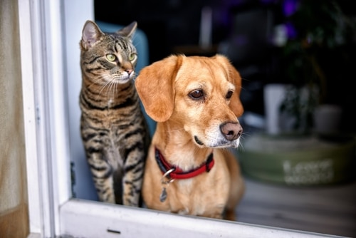Dog and cat waiting for a pet personality quiz to load on Love Your Pet Day 2023