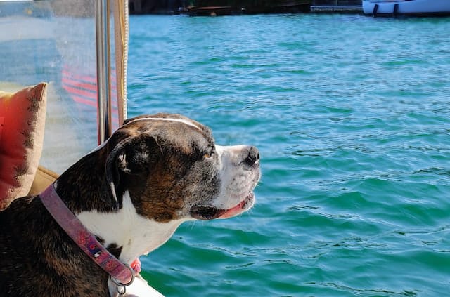 A dog on a boat. Dog boat safety is very important