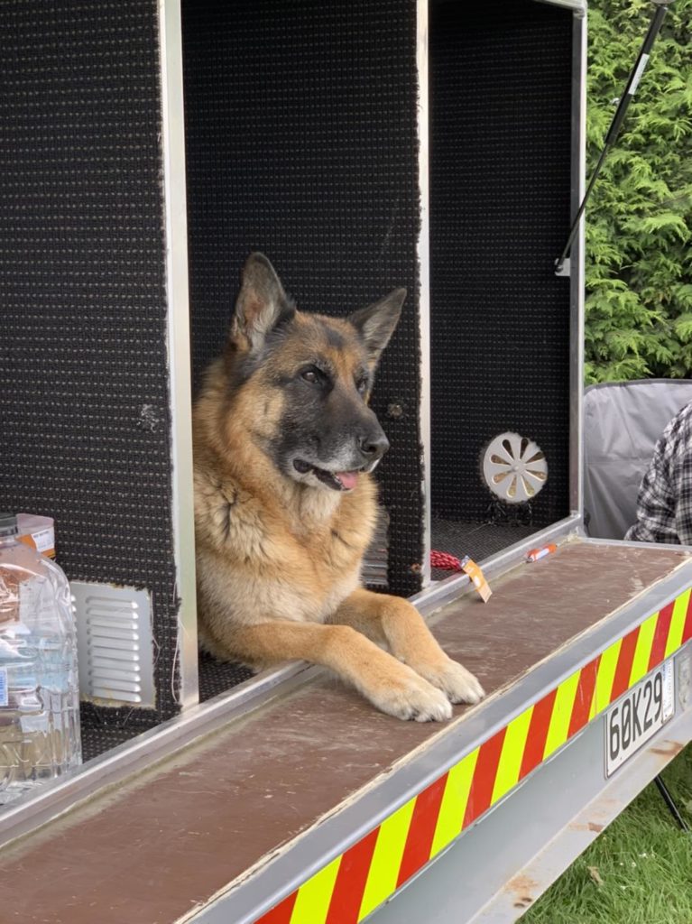 A German Shepherd looking good at Dogs Day Out