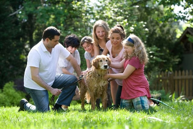golden retriever with its family