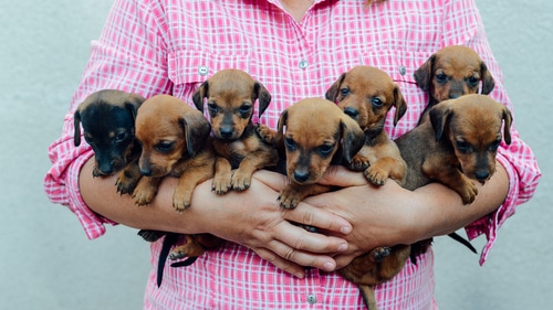 NZ kennel council registered breeder with a litter of Dachshunds