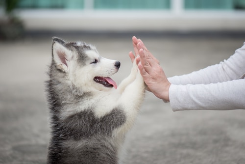 puppy puts its paws on owners hands