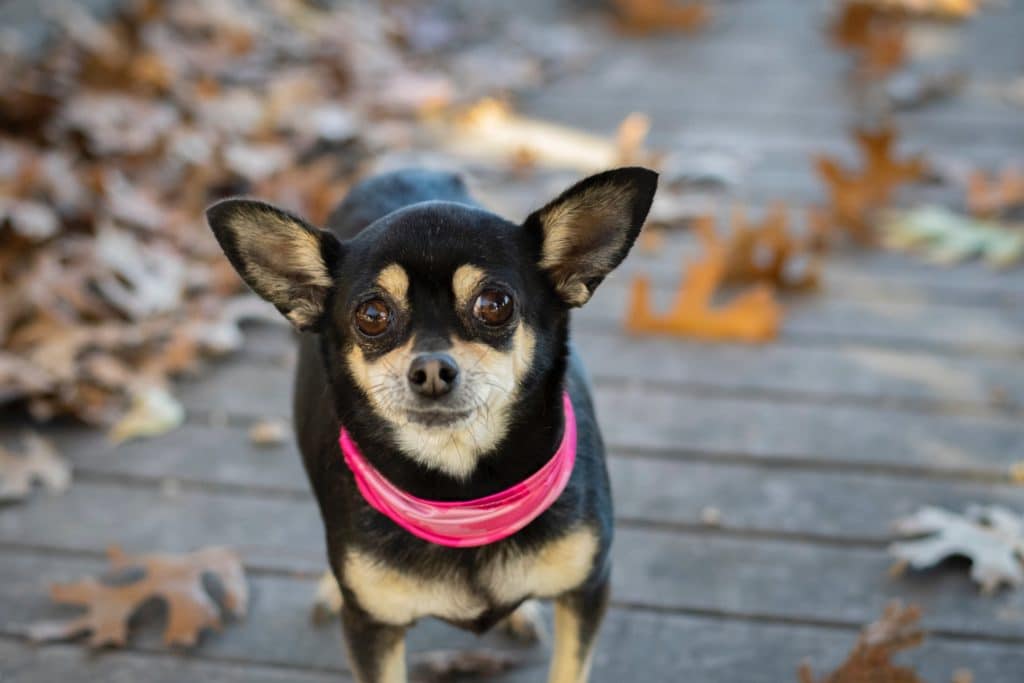 This tamed black Chihuahua wears a mini red bandana around its neck as it strolls outside.