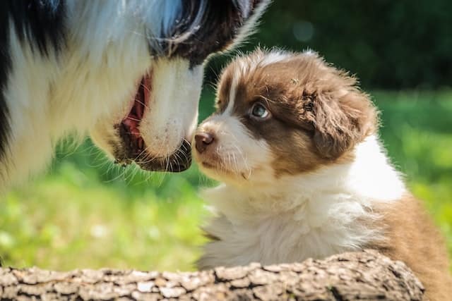 mum dog shows puppy affection