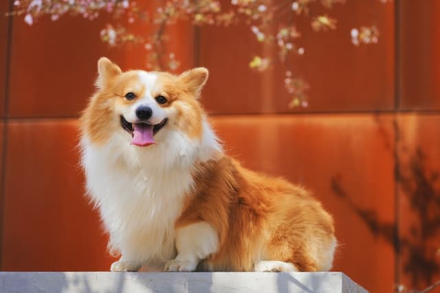 a one year old pregnant Corgi dog