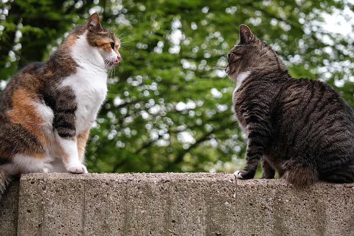 two cats sit staring at one another while sitting on a garden wall