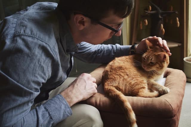 owner pets cat after getting rid of ringworm 
