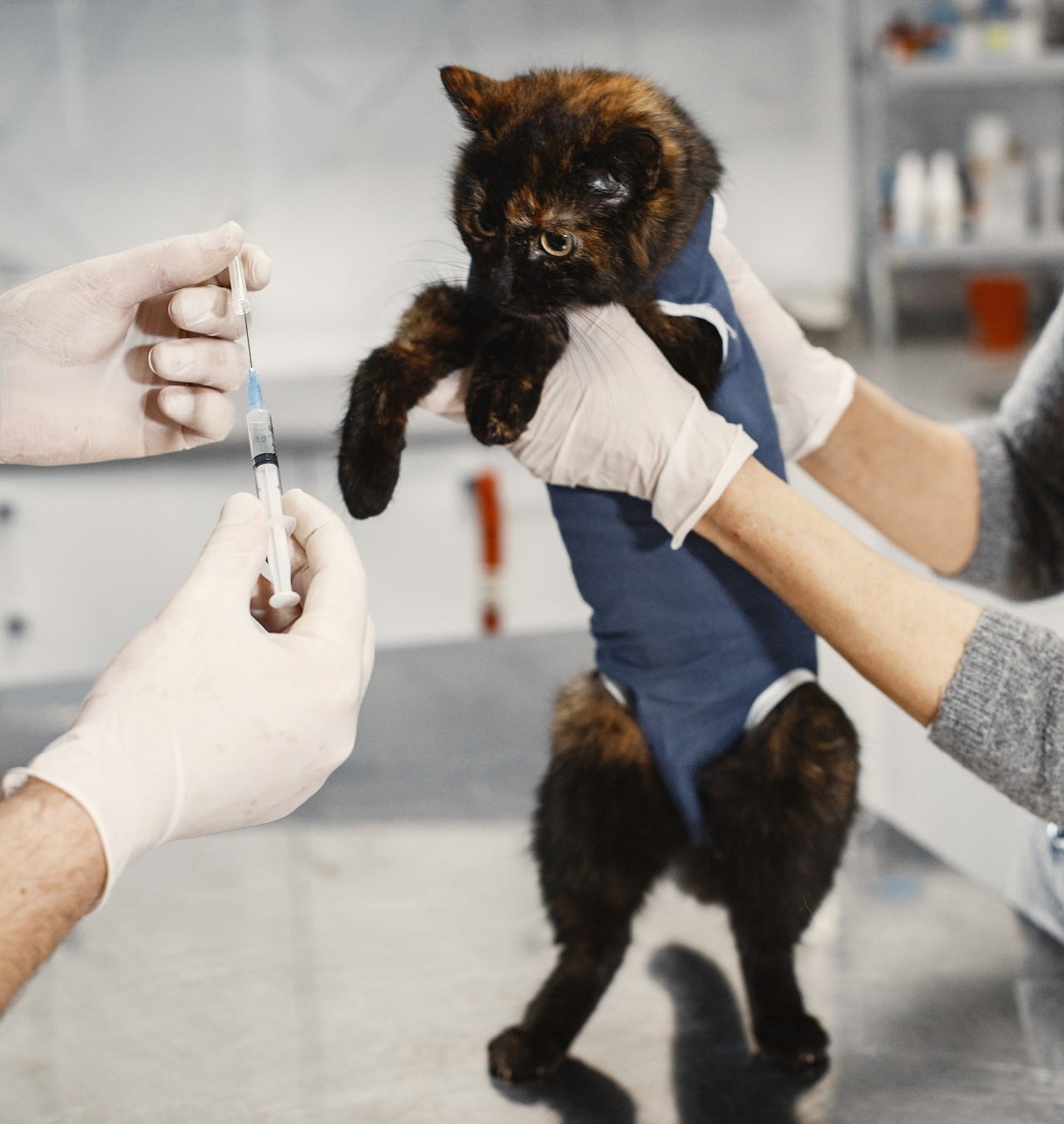 cat gets vaccinated for common cat illnesses