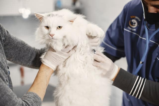 cat being treated for a UTI, currently in the top PD pet insurance claims data