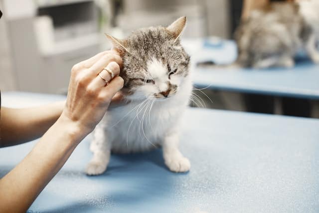 cat being saved from a deadly cat disease over National Cat Health Month 