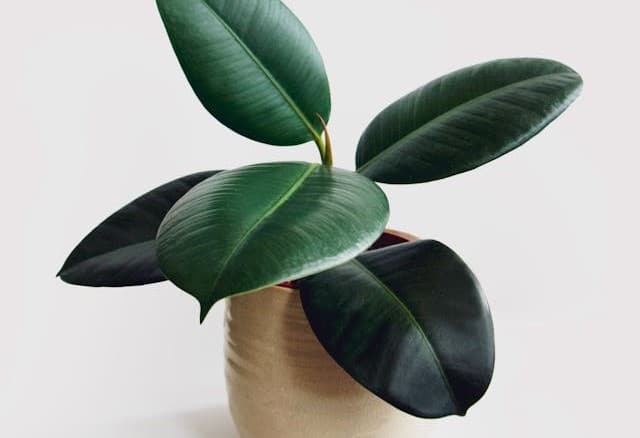 Rubber Plant is a poisonous plant for dogs in a tan pot on a white background.