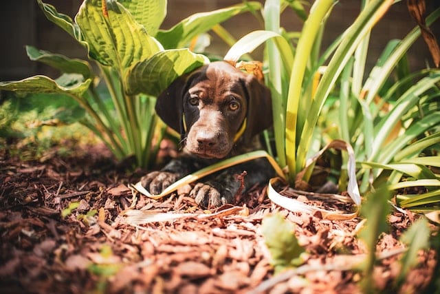 A chocolate Labrador dog is hiding in the leaves of a garden filled with poisonous plants for dogs.
