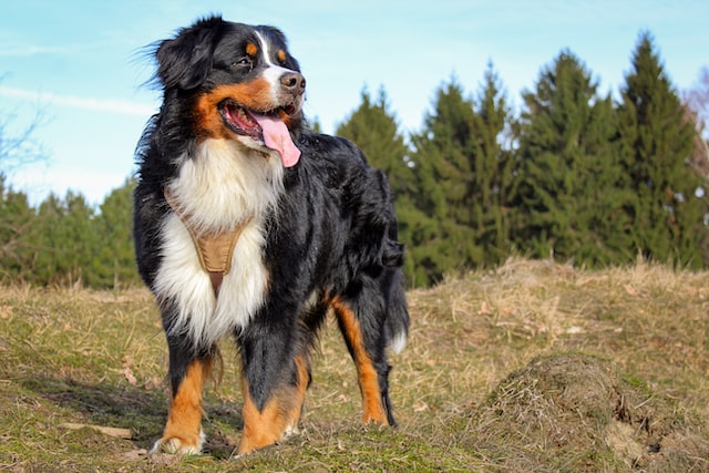 A bernese mountain dog