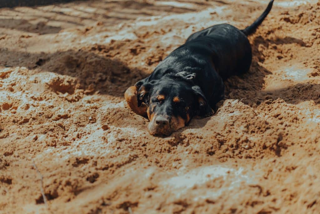 This black dog experiences heat stroke as it lays outside on the sand.