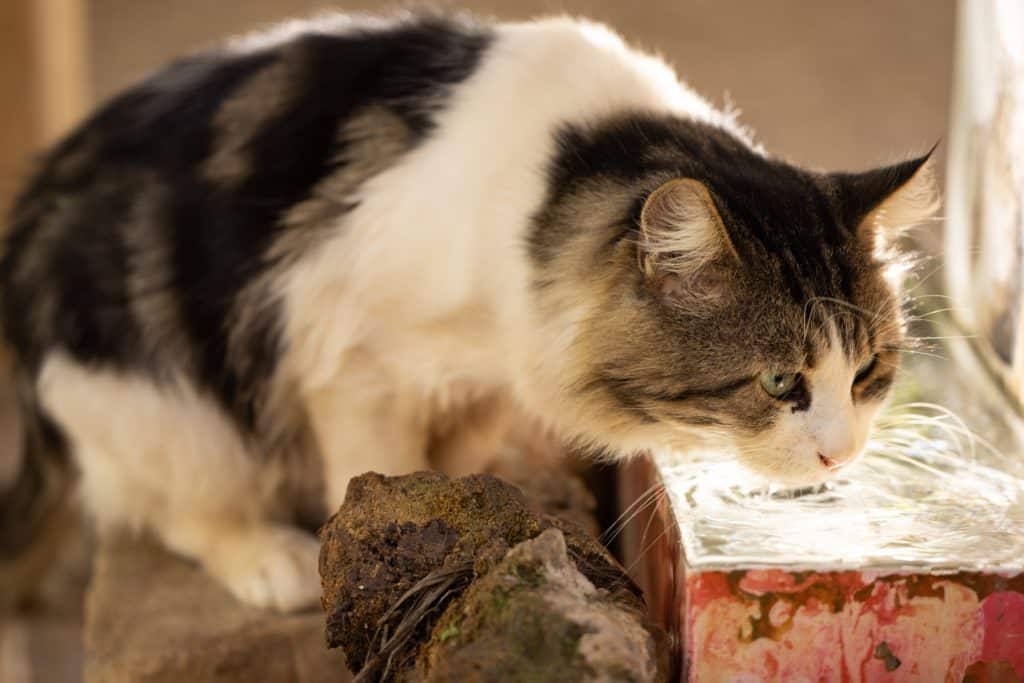 Pet tabby cat drinks fresh water to avoid heat stroke.