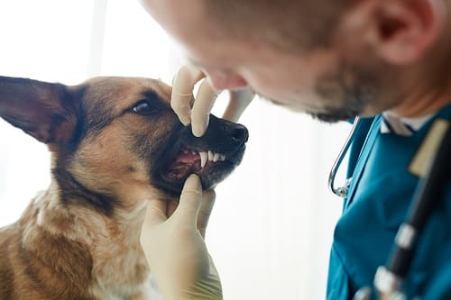 Male veterinarian checking teeth of sick dog during appointment in clinics. An abscess in dogs tooth or abscess in the mouth of a dog can be very painful.