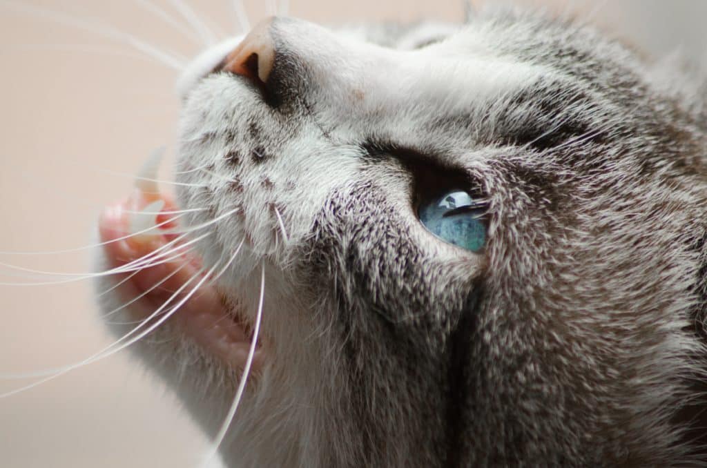 Cat Dog Eye Infections Home Remedies More pd .nz