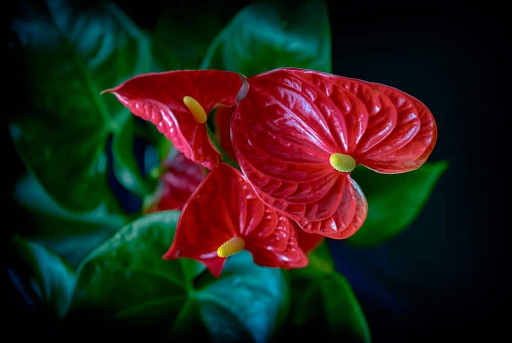 this flamingo lily is a common poisonous plant