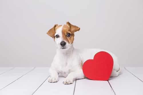 Portrait of a cute young small dog sitting on the floor and looking curious at the camera. Check out our guide of gifts for dogs in NZ and things to buy to spoil your dog