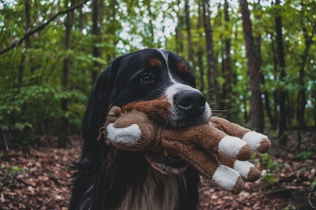 a bernese mountain dog