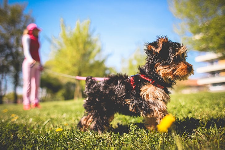 dog in a park on a leash